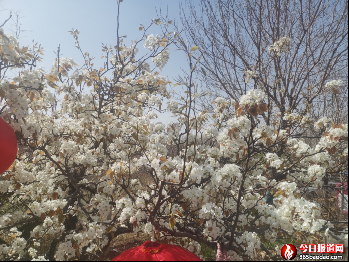 梨花飛雪 好客寧陽(yáng)0330351.png