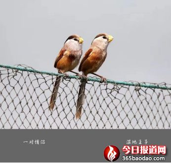 濕地王子——天津濱海北大港濕地里的守望者202_副本.jpg