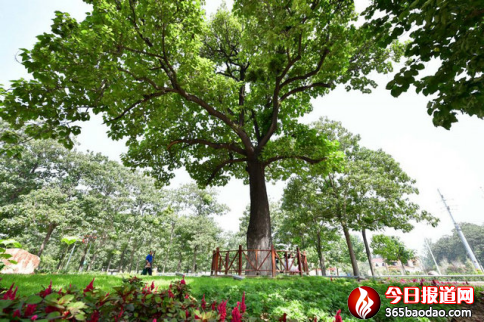 焦裕祿永遠活在人民心中2951.png
